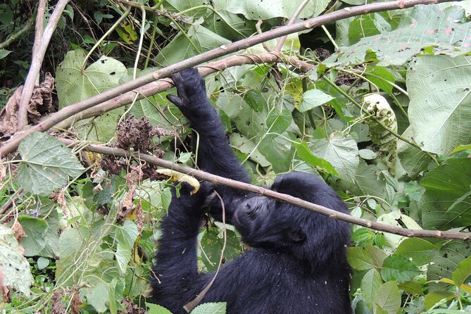 10 Day Gorilla Chimps and Big 5 Safari - Day 5: Bigodi Wetlands and the Kazinga Channel
