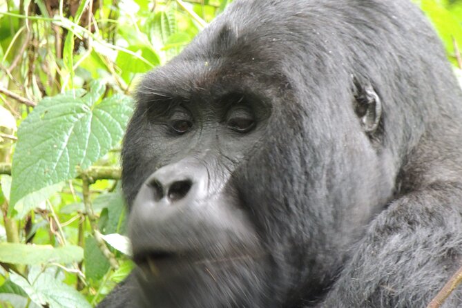 10 Day Gorilla Chimps and Big 5 Safari - Day 6: Chimpanzees in Kyambura Gorge and the road to Ishasha