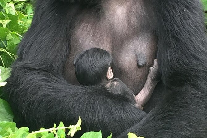 10 Day Uganda Memorable Lifetime Gorilla and Chimpanzee Safari - Day 5: Bigodi Wetlands and Queen Elizabeth National Park