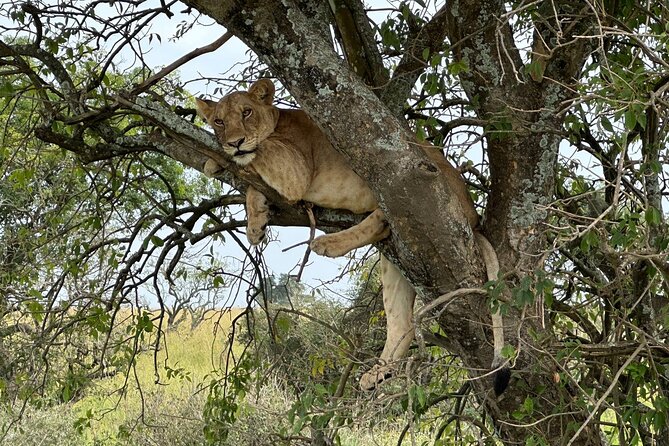 10 Day Uganda Memorable Lifetime Gorilla and Chimpanzee Safari - Day 3: Lions, giraffes, and the Nile at Murchison Falls