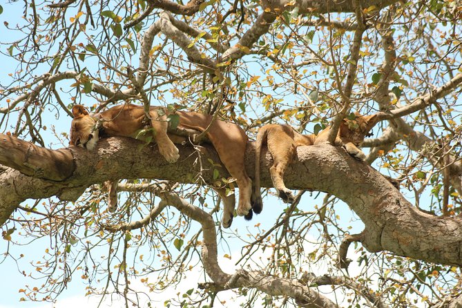 10 Day Western Uganda Budget Wildlife Safari - Day 3: The long transfer to Kibale