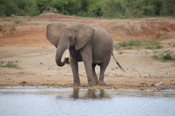 10 Day Western Uganda Budget Wildlife Safari - Day 4: Chimpanzees in Kibale Forest