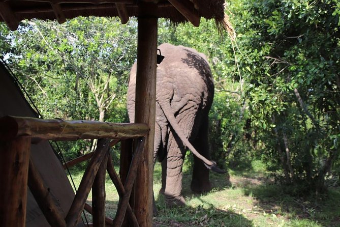 10 Day Western Uganda Budget Wildlife Safari - Day 6: Toward Bwindi, with an optional chimp trek