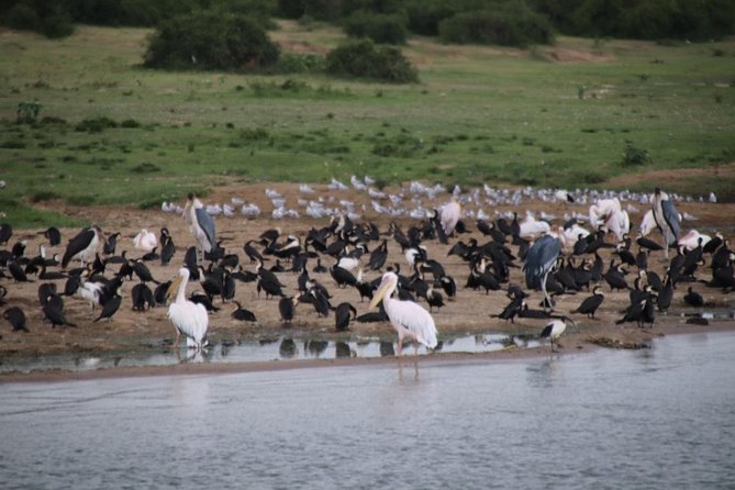 10 Day Western Uganda Budget Wildlife Safari - Day 2: Murchison wildlife and the Nile