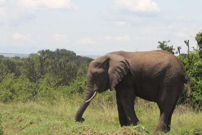 10-Day Wildlife Big 5, Murchison Falls and Gorilla Safari - Key points to know before booking
