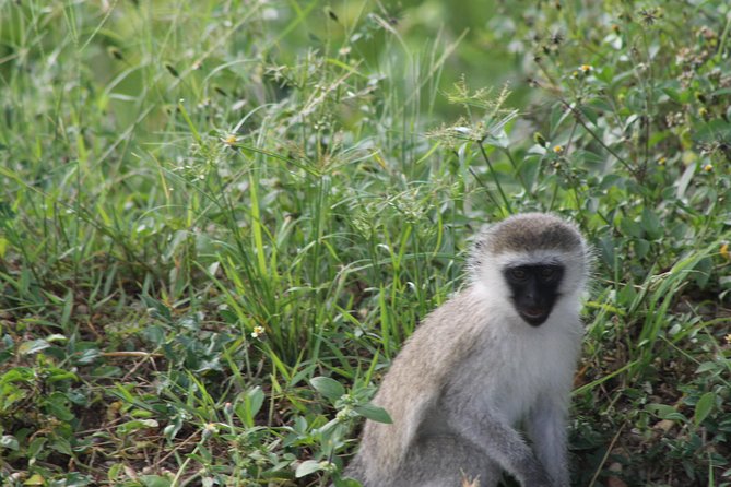 10-Day Wildlife Big 5, Murchison Falls and Gorilla Safari - Day 1: A gentle start in Entebbe