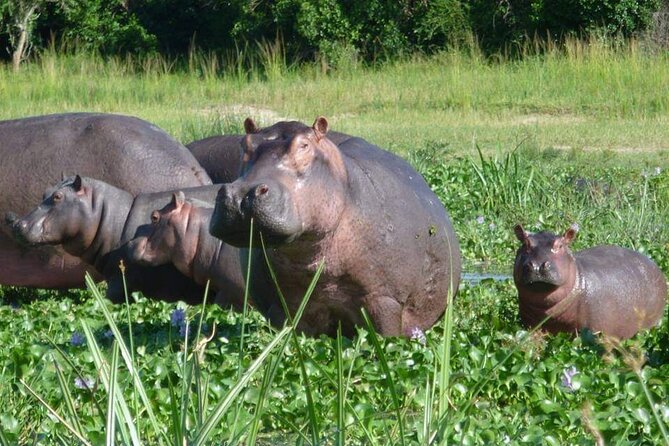 10-Day Wildlife Big 5, Murchison Falls and Gorilla Safari - Days 4 and 5: Tea country and chimpanzee trekking in Kibale