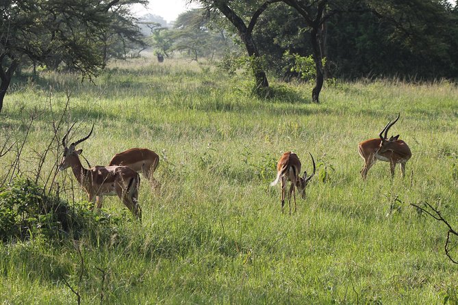 10-Day Wildlife Big 5, Murchison Falls and Gorilla Safari - Day 7: Ishasha lions and the road to Bwindi