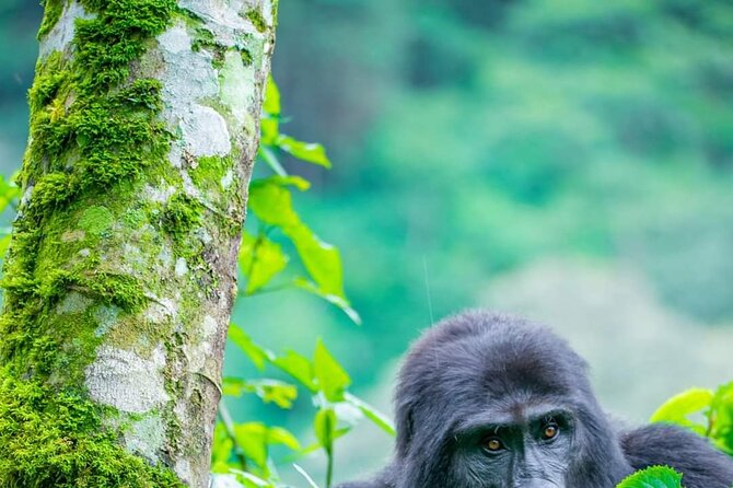 10-Day Wildlife Big 5, Murchison Falls and Gorilla Safari - Day 9: Lake Mburo’s zebras, eland, and evening options