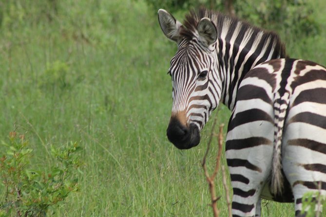 10-Day Wildlife Big 5, Murchison Falls and Gorilla Safari - Days 2 and 3: Rhinos, savanna, and Murchison Falls