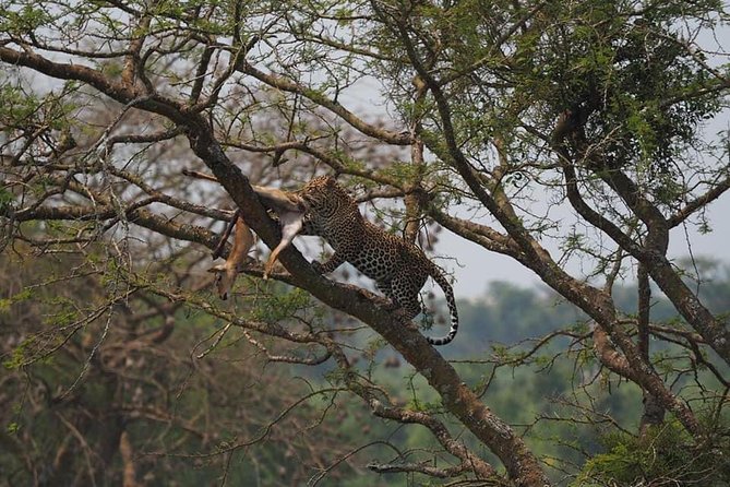10 Days Affordable Gorilla Trekking Holiday - Day 4: Rwenzori views and the road to Queen Elizabeth