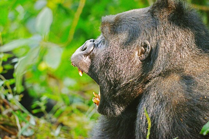 10 Days Affordable Gorilla Trekking Holiday - Day 5: Lions, grazers, and the Kazinga Channel