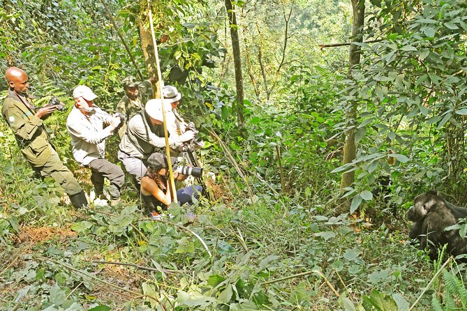 10 Days Affordable Gorilla Trekking Holiday - Day 6: Ishasha tree-climbing lions and Bwindi