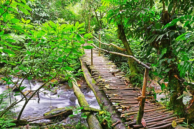 10 Days Affordable Gorilla Trekking Holiday - Day 7: The main event in Bwindi