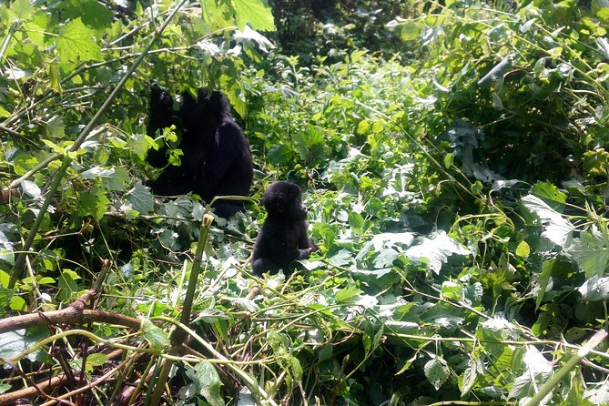 10 Days Uganda Gorilla & Chimpanzee Trekking Safari - At a glance: what makes this Uganda safari worthwhile