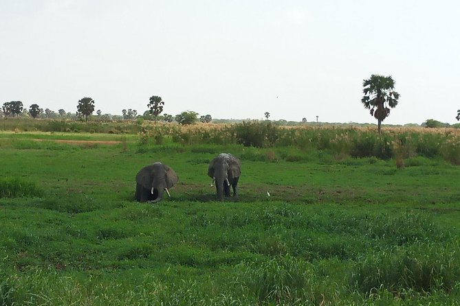 10 Days Uganda Gorilla & Chimpanzee Trekking Safari - Two primate encounters, one long Uganda route