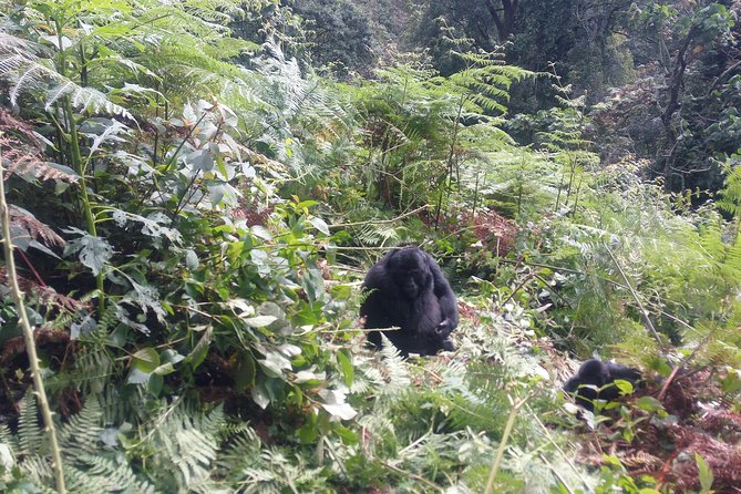 10 Days Uganda Gorilla & Chimpanzee Trekking Safari - Murchison Falls by game drive and Nile boat