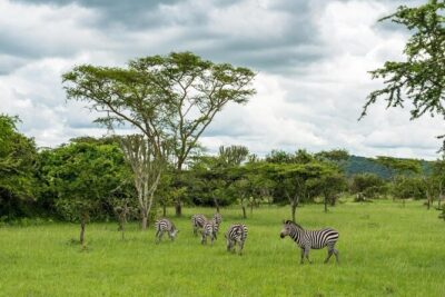 10 Days Uganda Gorilla & Chimpanzee Trekking Safari