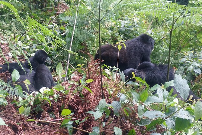 10 Days Uganda Gorilla & Chimpanzee Trekking Safari - Kibale Forest and the chimpanzee trek