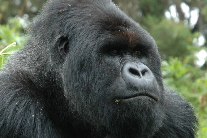 10 Days Uganda Gorilla & Chimpanzee Trekking Safari - The Bwindi gorilla trek
