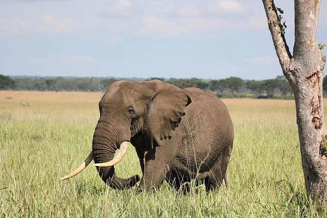 10 Days Uganda Gorilla, Chimpanzee & Wildlife Safari - Why this Uganda route works so well