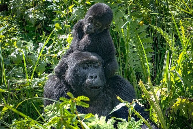 10-Days Uganda Gorillas and Chimpanzee Wildlife Discovery - What the $4,800 price really covers
