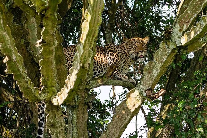 10-Days Uganda Gorillas and Chimpanzee Wildlife Discovery - Murchison Falls: Uganda’s big opening act