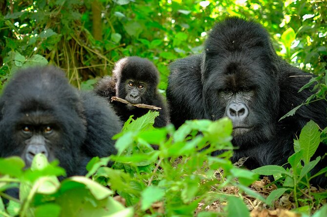 10-Days Uganda Gorillas and Chimpanzee Wildlife Discovery - Queen Elizabeth National Park: game drives and hippos