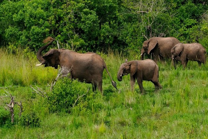 10-Days Uganda Gorillas and Chimpanzee Wildlife Discovery - Lake Mutanda: a well-timed pause