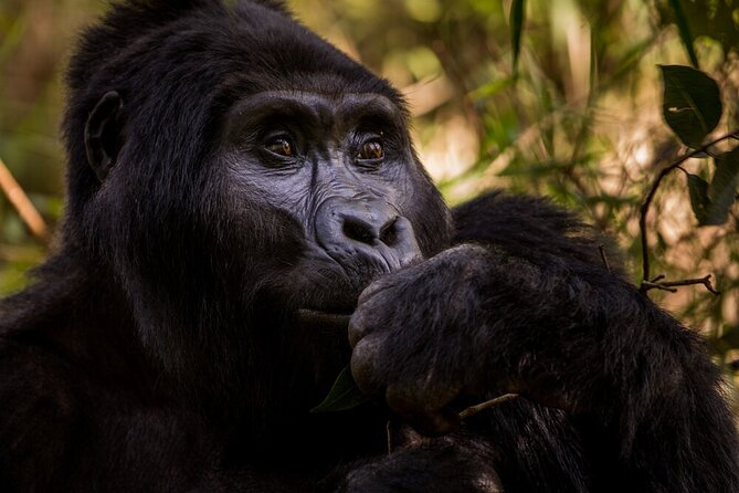 10-Days Uganda Gorillas and Chimpanzee Wildlife Discovery - The long return to Entebbe