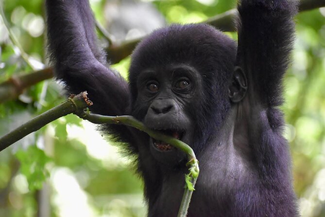 10 Days Uganda Safari with Gorillas - Why this Uganda route works so well
