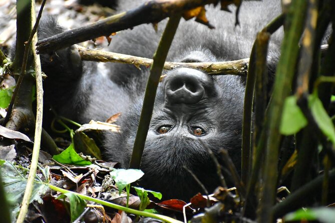 10 Days Uganda Safari with Gorillas - Day 3: Murchison’s early game drive
