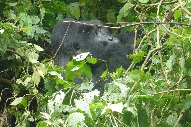 10 Days Uganda Safari with Gorillas - Day 4: From savannah to Bigodi Swamp
