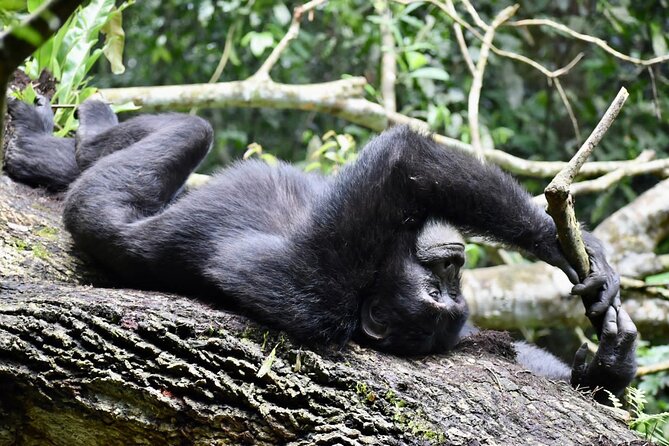 10 Days Uganda Safari with Gorillas - Day 5: Chimpanzees in Kibale and the road to Queen Elizabeth