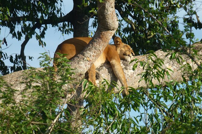 10 Days Uganda Safari with Gorillas - Day 6: Queen Elizabeth and the Ishasha lions