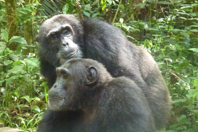 10 Days Uganda Safari with Gorillas - Day 7: Through the highlands to Bwindi