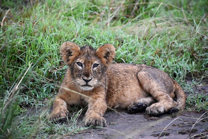 10 Days Uganda Safari with Gorillas - Day 8: The Bwindi gorilla trek and Lake Bunyonyi
