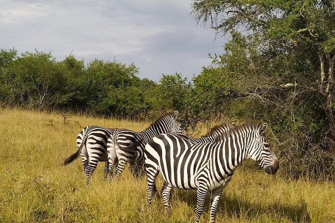 10 Days Uganda Safari with Gorillas - Days 1 and 2: Kampala, rhinos, and Murchison Falls
