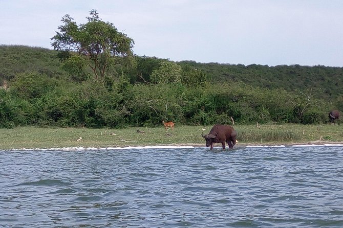 11 Days Uganda +Gorillas - Murchison Falls and Uganda’s northern savannah