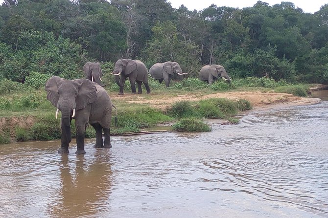 11 Days Uganda +Gorillas - Kibale Forest for chimpanzees and primates