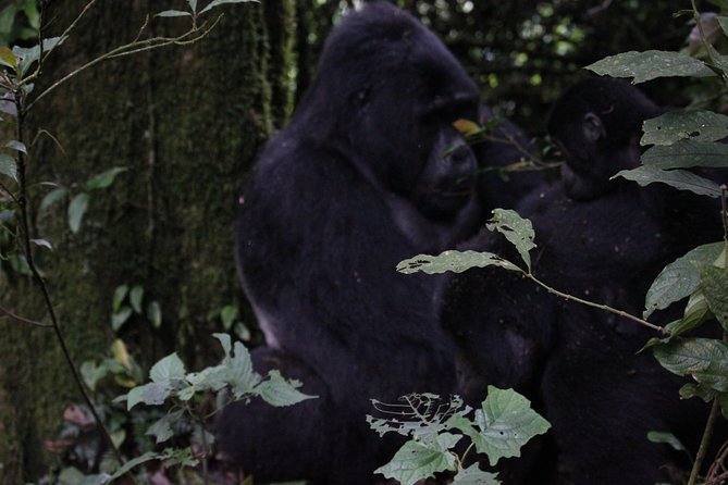 11 Days Uganda +Gorillas - Bwindi is the trip’s defining moment