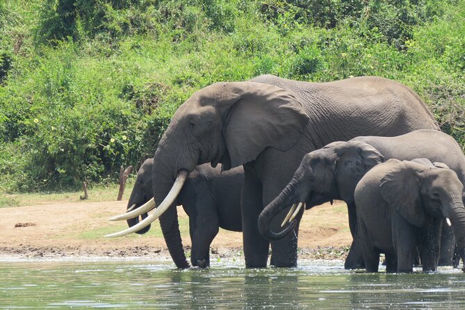 12-Day Moderately Priced Pearl of Africa - Uganda Private Safari - Day 8: Ishasha’s tree-climbing lions