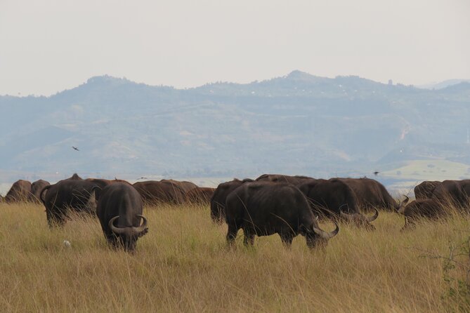 12-Day Moderately Priced Pearl of Africa - Uganda Private Safari - Day 10: A slower day at Lake Bunyonyi