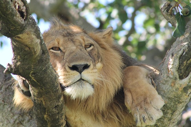 12-Day Pearl of Africa Wildlife and Adventure Highlights - Key points at a glance