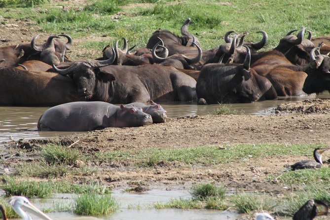 12-Day Pearl of Africa Wildlife and Adventure Highlights - What this 12-day Uganda safari is really like