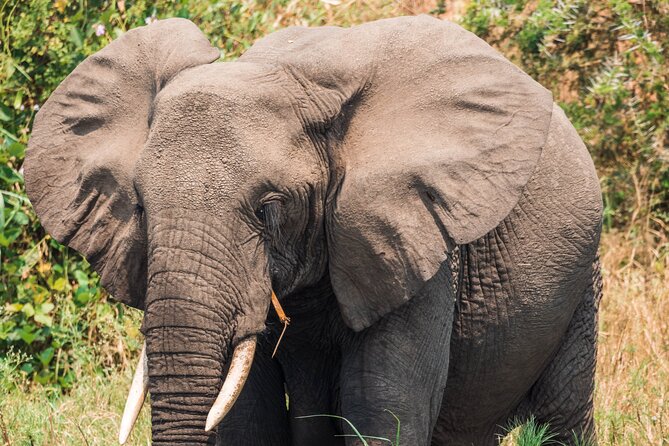 12-Day Pearl of Africa Wildlife and Adventure Highlights - Day 3: Golden monkeys and Lake Bunyonyi