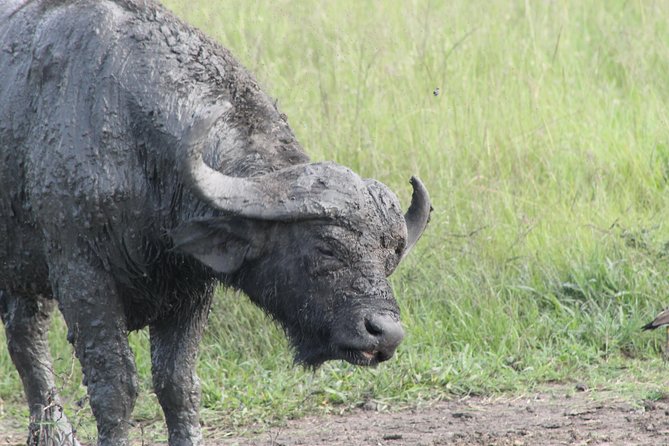 12-Day Pearl of Africa Wildlife and Adventure Highlights - Day 5: Gorilla trekking in Bwindi
