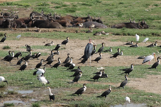 12-Day Pearl of Africa Wildlife and Adventure Highlights - Day 2: Hiking Muhavura, Sabinyo, or Gahinga