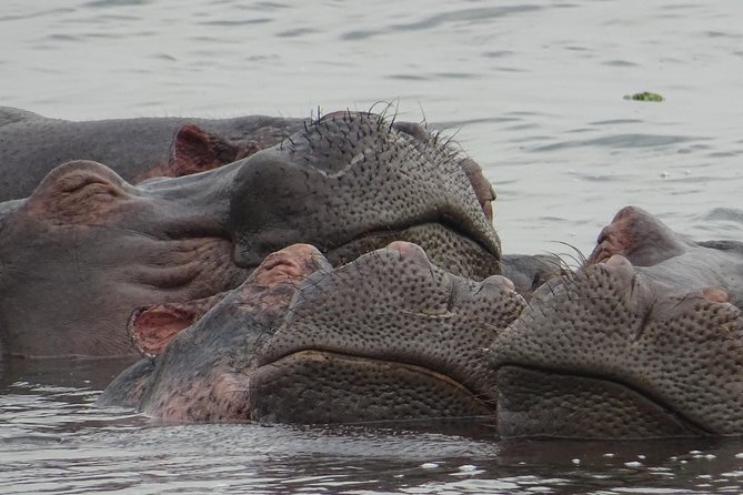 12 Days Memorable Experience tour in Uganda - Days 8 and 9: Murchison Falls and the Nile corridor
