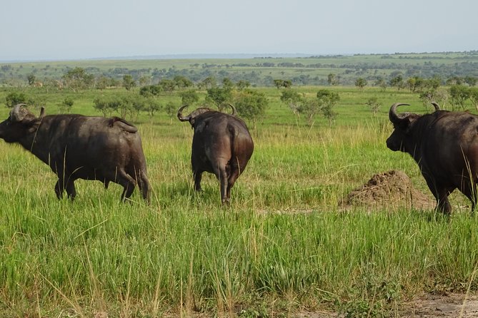 12 Days Memorable Experience tour in Uganda - Day 11: The Equator, water experiment, and crafts